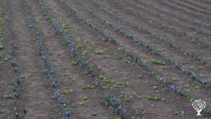 Maison avec safranière