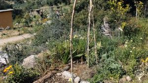Permaculture on the southern coast of Crete
