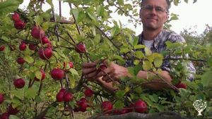 Certified organic fruit and berry farm by lake Åsnen. Learn gardening, jam making & apple juice