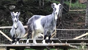 Animal farm in the north of Norway