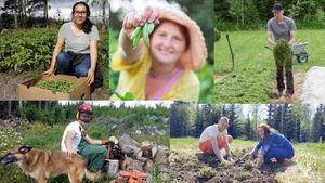 Harvesting beans & peas, spreading mulch, cutting fallen trees for firewood,  planting strawberries.