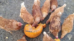 Vineyard, Grapes, Garden, a few chickens and some pigs, mostly work with vineyard.