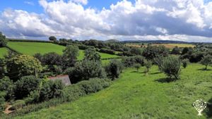 Smallholding with raised beds, orchards, small woods, and diverse flock of laying hens (11)