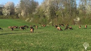 Familienbetrieb, Biobauernhof, Ziegenhaltung mit Käserei im Bodenseehinterland