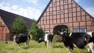 unsere Niederungsrinder