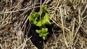 Permaculture Regenerative Institute run by students. 100+ interns 50+countries. Change is now!