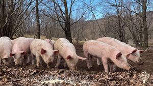 Organic farm