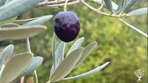 Olive gardens in the mountain village of Yaka (Fethiye).