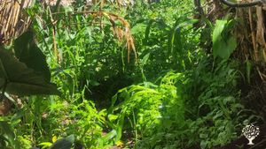 Enseñanza ancestral.. hacer bosque de verduras y plantas(crear simbiosis para ir contra este sistema