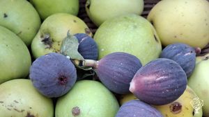 Agroecology project in Mediterranean climate