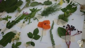 catalogazione di erbe spontanee