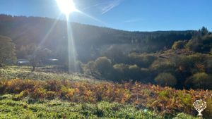 Stunning off-grid small holding, campsite and retreat centre deep in the forest