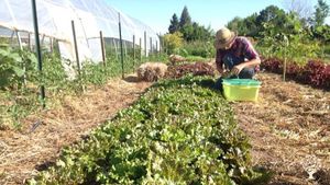 harvesting lettuce