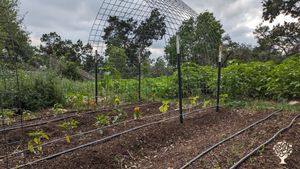 Our garden in various stages of growth and rotation