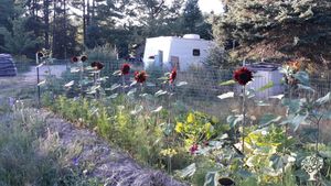 A little hugelkultur bed that I created for flowers.