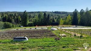 Market garden and pastured layers on the High Coast of Sweden