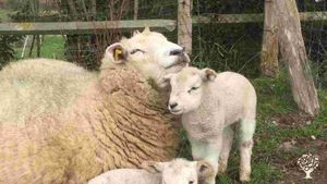 Les moutons, 14 brebis. On attend l'agnelage de février à mars si tout va bien...
