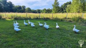 Drobné hospodářství v české republice