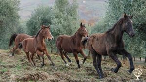 On our regenerative farm we breed horses, goats and cows. We cultivate nut, olive and fruit trees