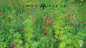Small BIO*charming HEMP farm