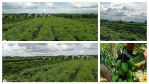 At Kapil Agro, we believe farming is not just about growing food — it's about building connections .