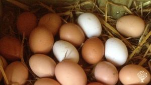 We are a farm shop and tea rooms, growing what we sell.