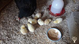 Februar ist Lammzeit