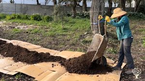 Volunteer Caroline preparing new garden beds the no-dig way