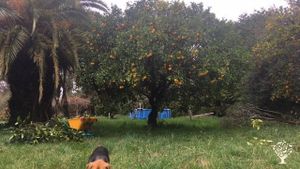 Family home and garden - rural, Orchard, Family farm