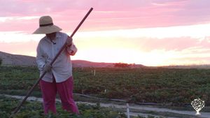 USDA Certified Organic strawberry and sugar-snap pea farm