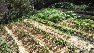 Huerta agroecológica de venta de fruta y verdura de temporada