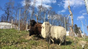 Kleiner, diverser Biobetrieb in der Nähe von Bern