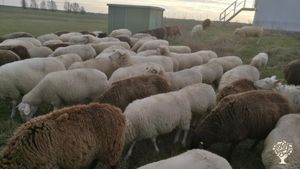 Livestock Farm, Farm