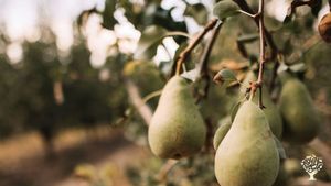 Authentic orchard on Texel island