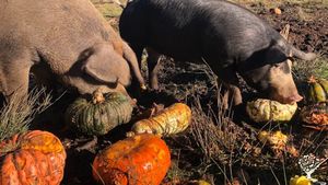 Pigs enjoying a squash meal
