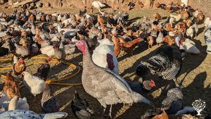 Organic farming in mountains, chicken ranch for egg production, food production in certified kitchen