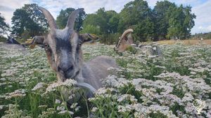 Small farm with goats, rabbits & dog. Crafts, history & homemade jam. No smoking.