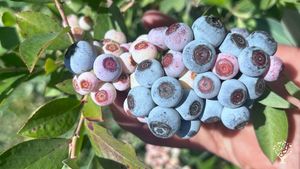 Family home and garden - rural, Agritourism Destination