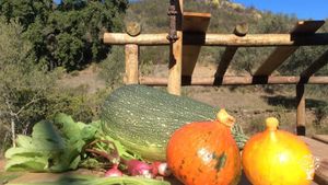 Organic food forestry farm