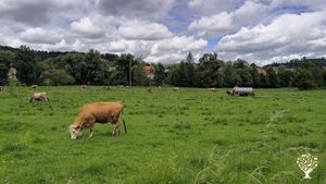 Heumilch (keine Silagefütterung), Weidegang; Haymilk (no Silage), meadowbound, Familyfarm