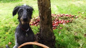 Ensay the dog..we have lots of Apple trees and in September/October make things from the harvest