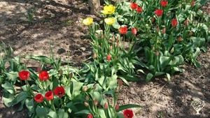 Family home and garden - rural