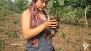 Family farm, Community farm