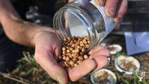 Pépinière pour la forêt-jardin.  Agriculture Régénérative.