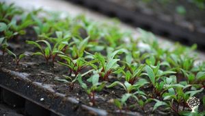 Veg & flower market garden and Community Supported Agriculture in central Scotland