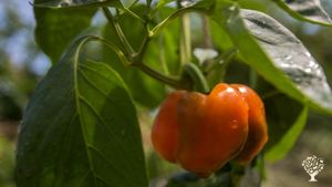 Petite exploitation, Jardin maraîcher, Ferme mixte, Micromaraîchage, Grande cultures, Agroforesterie