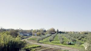 Family farm making olive oil and doing agrotourism