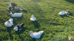 Small, Christ loving,  farm with small animals small children and big dreams!
