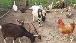 Piccolo agricampeggio biologico familiare con piante e animali