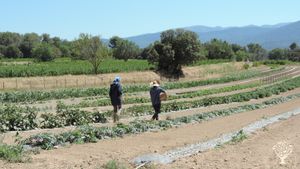 Exploitation agricole  de type monastique : viticulture, oléiculture et maraichage